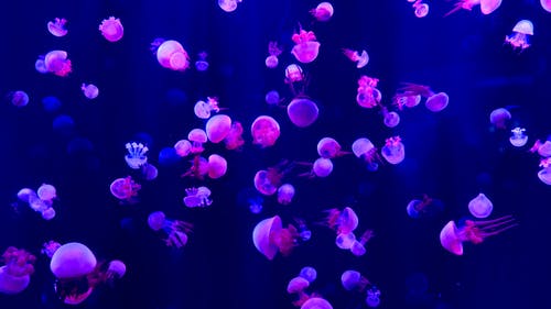 What are fluorescent stickers for?